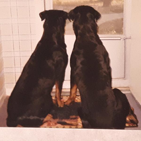 /Images/uploads/MidAmerica Rottweiler Rescue/adoptarottphotocontest/entries/10104thumb.jpg